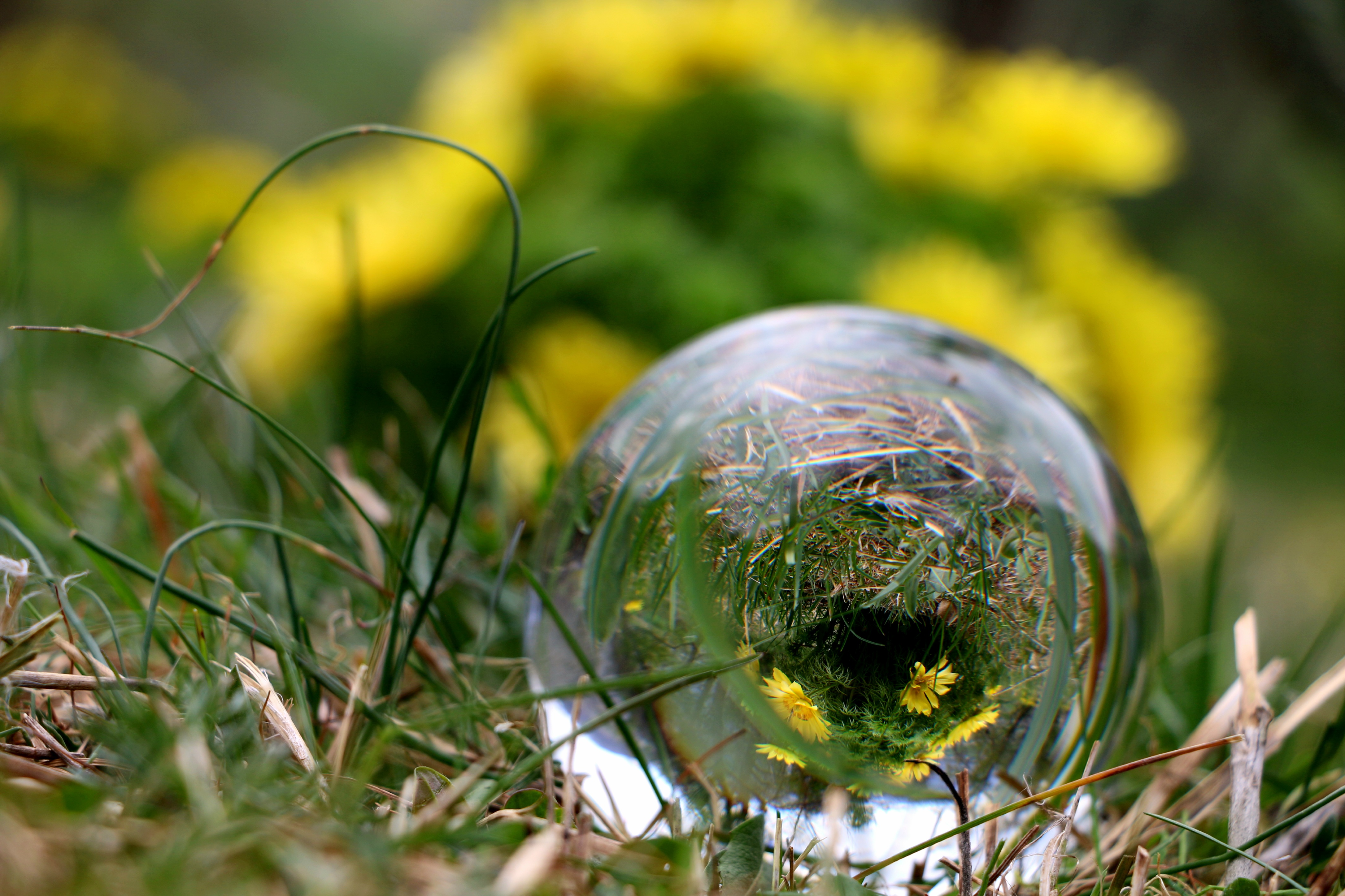 Adonispfad Turtmann – Zwischen goldenen Blüten
